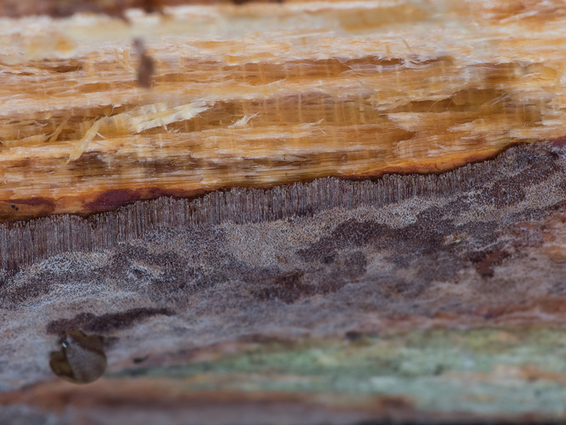 Phellinus ferrugineofuscus